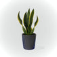 Sensevieria avec cache pot
