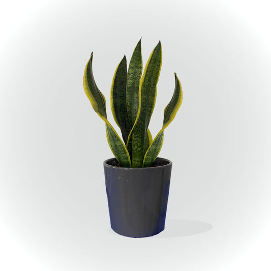 Sensevieria avec cache pot