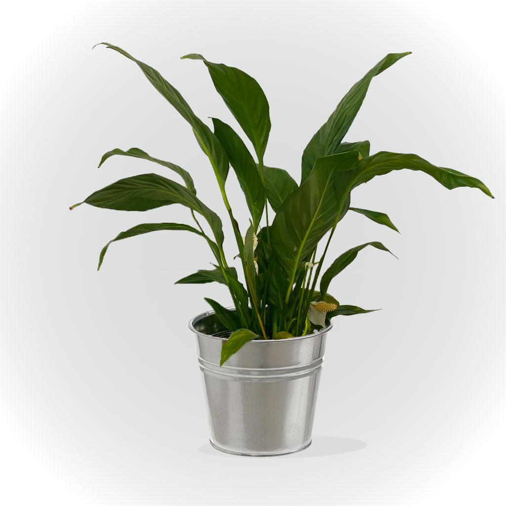 Spathiphyllum sans cache pot