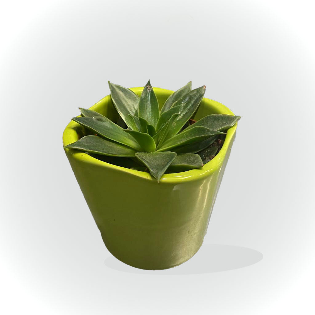 Cactus et succulentes avec cache pot